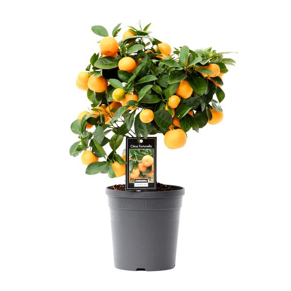 Citrus Calamondin - Ø15cm - ↕40cm - 123flora.nl