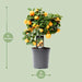 Citrus Calamondin - Ø15cm - ↕40cm - 123flora.nl