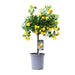 Citrus Calamondin - Ø15cm - ↕45cm - 123flora.nl