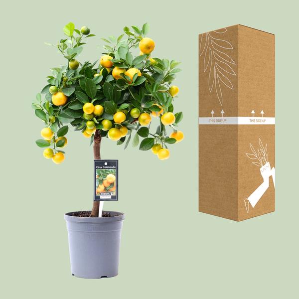 Citrus Calamondin - Ø15cm - ↕45cm - 123flora.nl