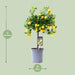 Citrus Calamondin - Ø15cm - ↕45cm - 123flora.nl