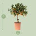 Citrus Calamondin - Ø22cm - ↕80cm - 123flora.nl