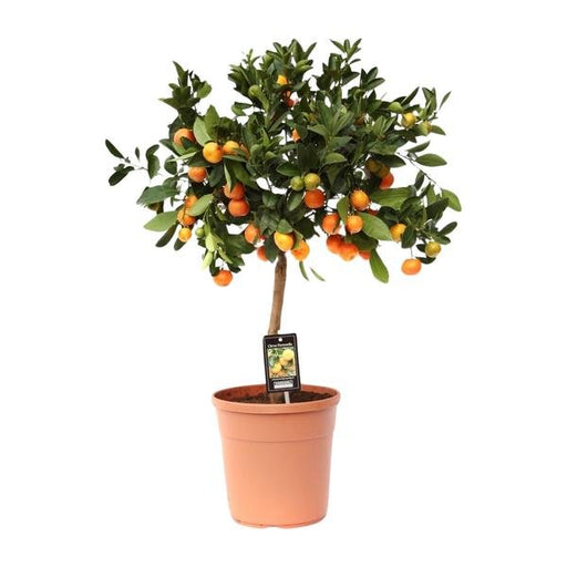 Citrus Calamondin - Ø22cm - ↕80cm - 123flora.nl