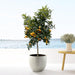 Citrus Kumquat - 150 cm - ø40 - 123flora.nl