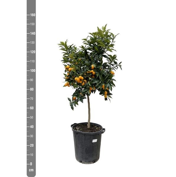 Citrus Kumquat - 150 cm - ø40 - 123flora.nl