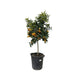 Citrus Kumquat - 150 cm - ø40 - 123flora.nl