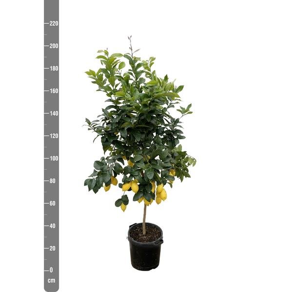 Citrus Lemon - 210cm - ø40 - 123flora.nl