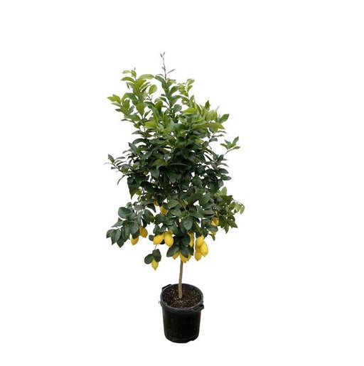 Citrus Lemon - 210cm - ø40 - 123flora.nl