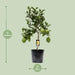 Citrus Lemon - Ø22cm - ↕80cm - 123flora.nl