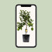 Citrus Lemon - Ø22cm - ↕80cm - 123flora.nl