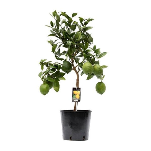 Citrus Lemon - Ø22cm - ↕80cm - 123flora.nl