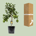 Citrus Lemon - Ø22cm - ↕80cm - 123flora.nl