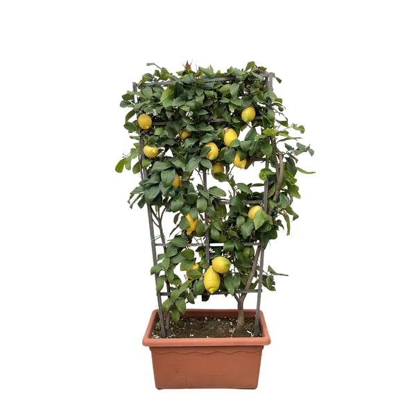 Citrus Lemon op rek - 160cm - ø60 - 123flora.nl