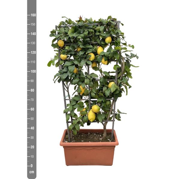 Citrus Lemon op rek - 160cm - ø60 - 123flora.nl