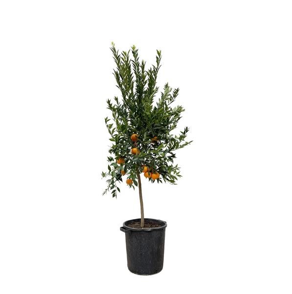 Citrus Mandarino - 200 cm - ø40 - 123flora.nl