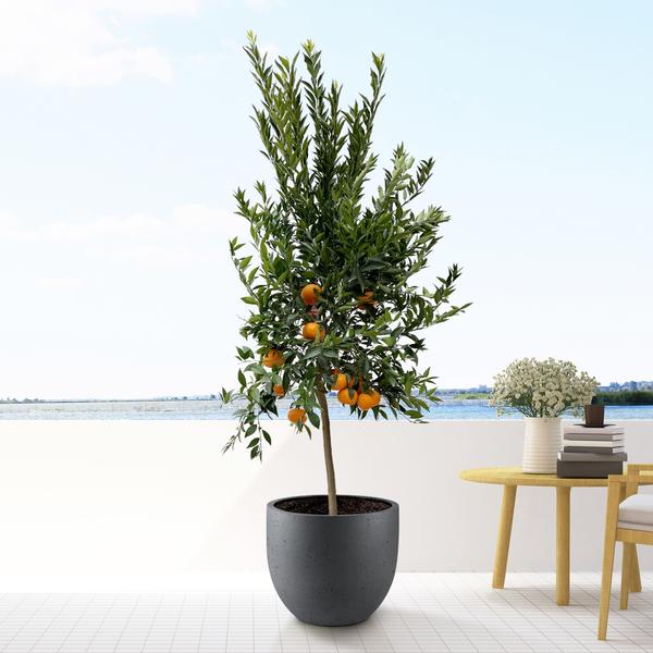 Citrus Mandarino - 200 cm - ø40 - 123flora.nl