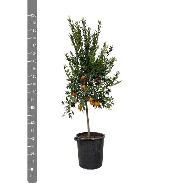 Citrus Mandarino - 200 cm - ø40 - 123flora.nl