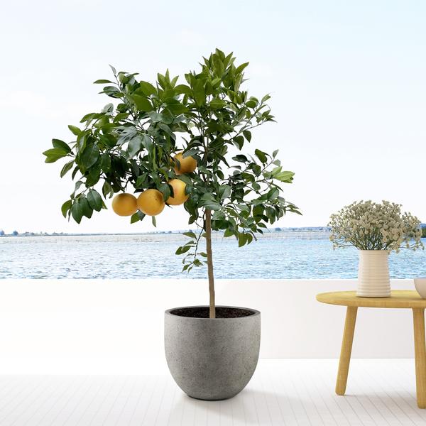 Citrus Pompelmo - 150 cm - ø40 - 123flora.nl