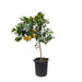 Citrus Pompelmo - 150 cm - ø40 - 123flora.nl