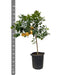 Citrus Pompelmo - 150 cm - ø40 - 123flora.nl