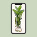 Clusia In Cylinder Glas - Ø12cm - ↕30cm - 123flora.nl