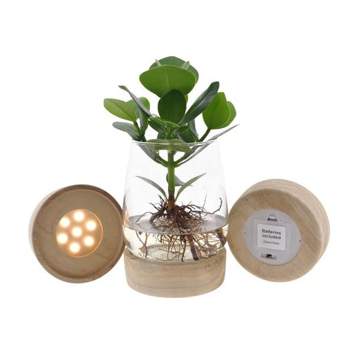 Clusia In Kingston Glas + LED - Ø12 ↕30 - 123flora.nl