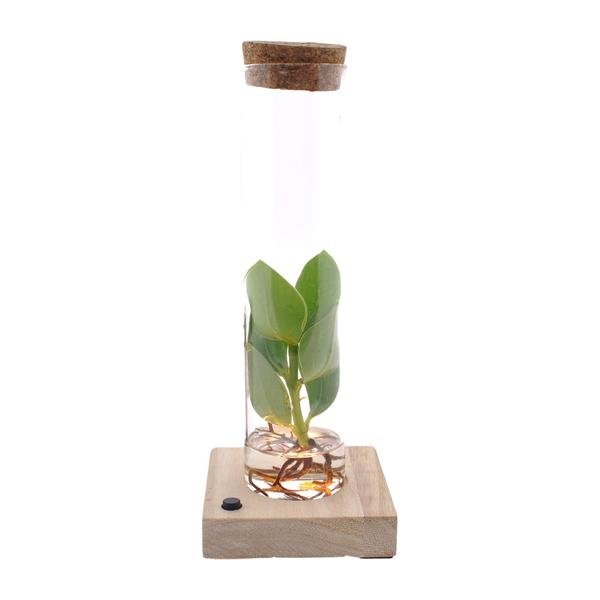 Clusia In Tube Glas + LED - Ø5cm - ↕10cm - 123flora.nl