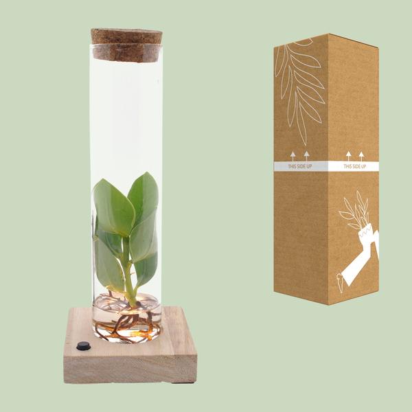 Clusia In Tube Glas + LED - Ø5cm - ↕10cm - 123flora.nl