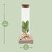 Clusia In Tube Glas + LED - Ø5cm - ↕10cm - 123flora.nl