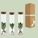 Clusia In Tube Glas - Ø5cm - ↕15cm - 123flora.nl