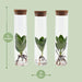 Clusia In Tube Glas - Ø5cm - ↕15cm - 123flora.nl