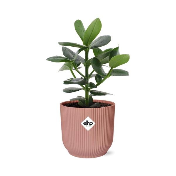 Clusia Princess in ELHO Vibes Fold 14cm roze - 123flora.nl