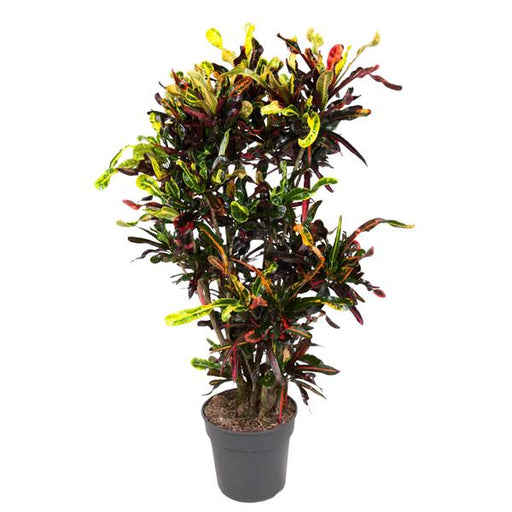 Codiaeum Mammi vertakt - 120 cm - ø31 - 123flora.nl