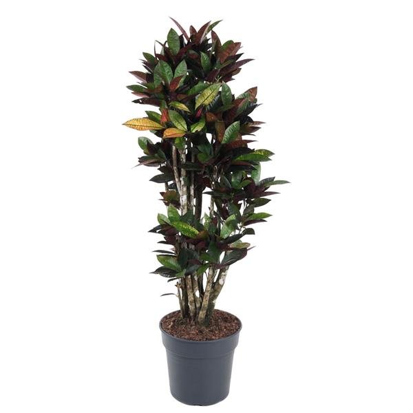 Codiaeum Mrc Iceton vertakt - 140 cm - ø31 - 123flora.nl