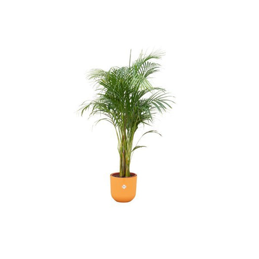 Combi deal - Areca palm inclusief elho Jazz Round geel Ø26 - 140 cm - 123flora.nl