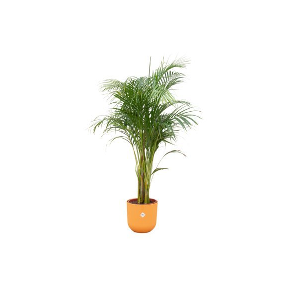 Combi deal - Areca palm inclusief elho Jazz Round geel Ø26 - 140 cm - 123flora.nl