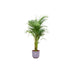 Combi deal - Areca palm inclusief elho Jazz Round lila Ø26 - 140 cm - 123flora.nl