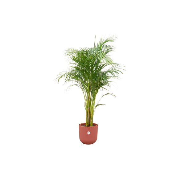 Combi deal - Areca palm inclusief elho Jazz Round rood Ø26 - 140 cm - 123flora.nl