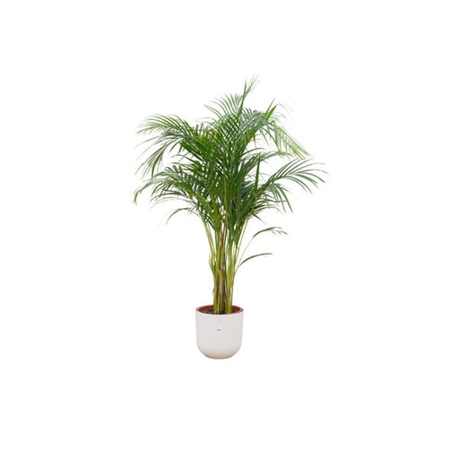 Combi deal - Areca palm inclusief elho Jazz Round wit Ø26 - 140 cm - 123flora.nl