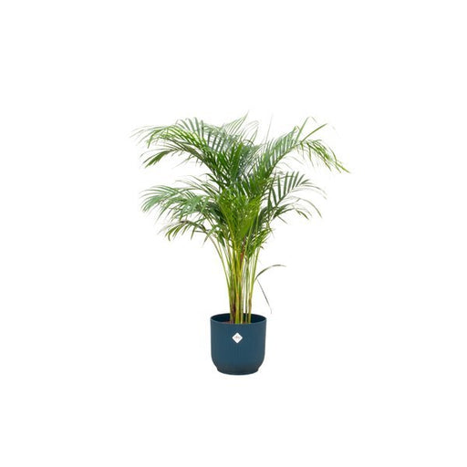 Combi deal - Areca palm inclusief elho Vibes Fold Round blauw Ø30 - 140 cm - 123flora.nl