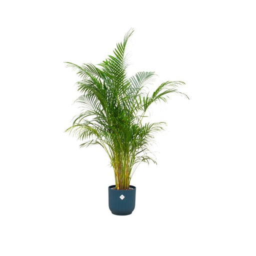 Combi deal - Areca palm inclusief elho Vibes Fold Round blauw Ø30 - 160 cm - 123flora.nl