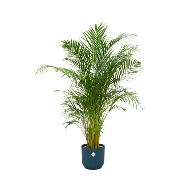 Combi deal - Areca palm inclusief elho Vibes Fold Round blauw Ø30 - 180 cm - 123flora.nl