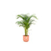 Combi deal - Areca palm inclusief elho Vibes Fold Round roze Ø30 - 140 cm - 123flora.nl