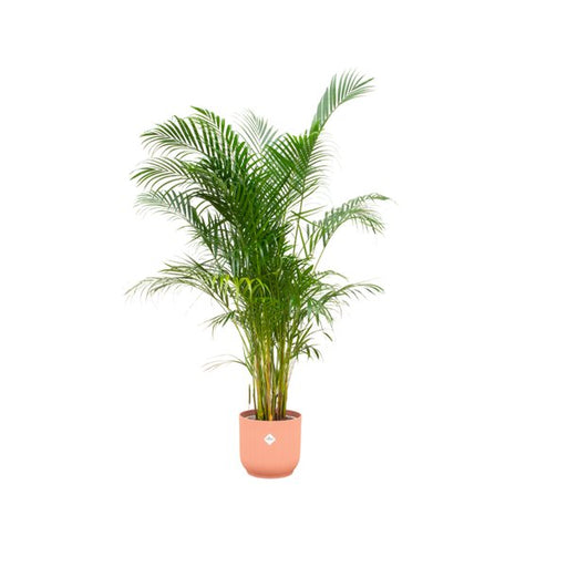 Combi deal - Areca palm inclusief elho Vibes Fold Round roze Ø30 - 160 cm - 123flora.nl