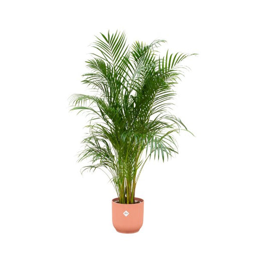 Combi deal - Areca palm inclusief elho Vibes Fold Round roze Ø30 - 180 cm - 123flora.nl