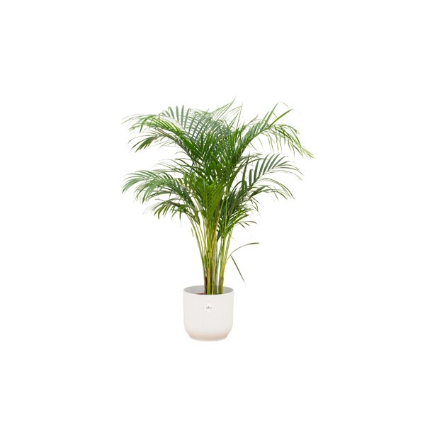 Combi deal - Areca palm inclusief elho Vibes Fold Round wit Ø30 - 140 cm - 123flora.nl