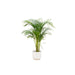 Combi deal - Areca palm inclusief elho Vibes Fold Round wit Ø30 - 140 cm - 123flora.nl