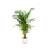 Combi deal - Areca palm inclusief elho Vibes Fold Round wit Ø30 - 160 cm - 123flora.nl