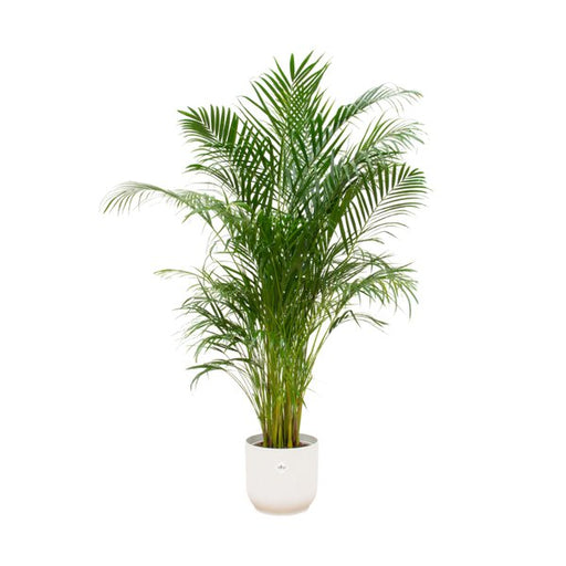 Combi deal - Areca palm inclusief elho Vibes Fold Round wit Ø30 - 180 cm - 123flora.nl