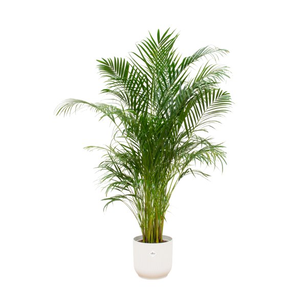 Combi deal - Areca palm inclusief elho Vibes Fold Round wit Ø30 - 180 cm - 123flora.nl